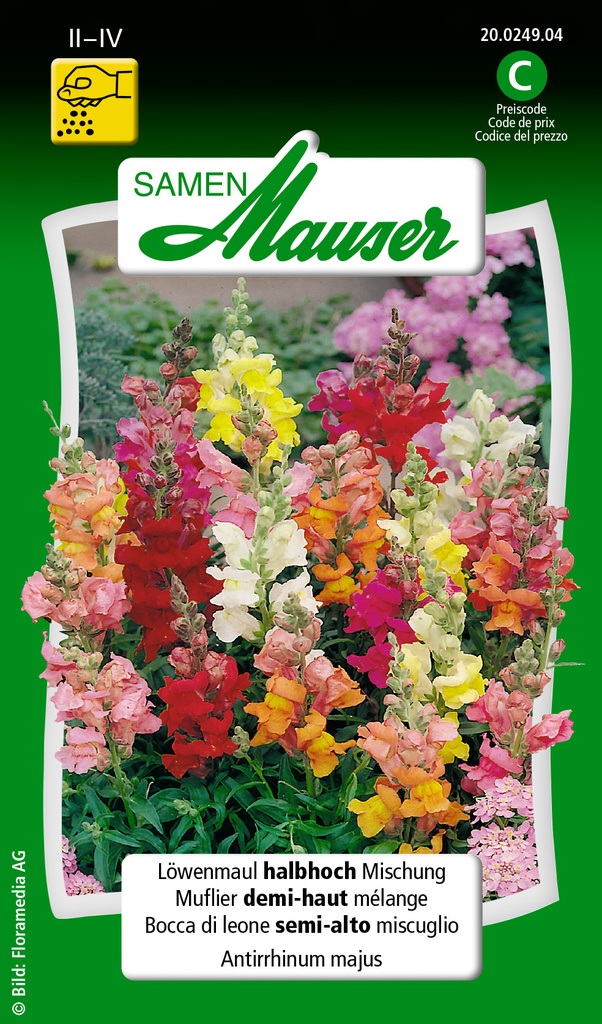 Muflier demi-haut mélange