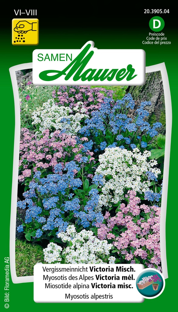 Myosotis des Alpes Victoria