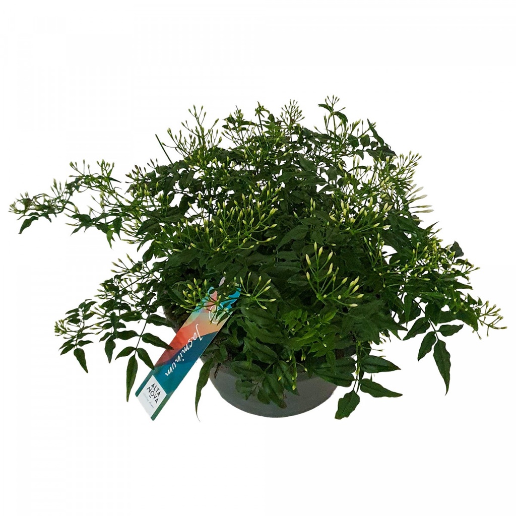 Jasminum polyanthum Buisson