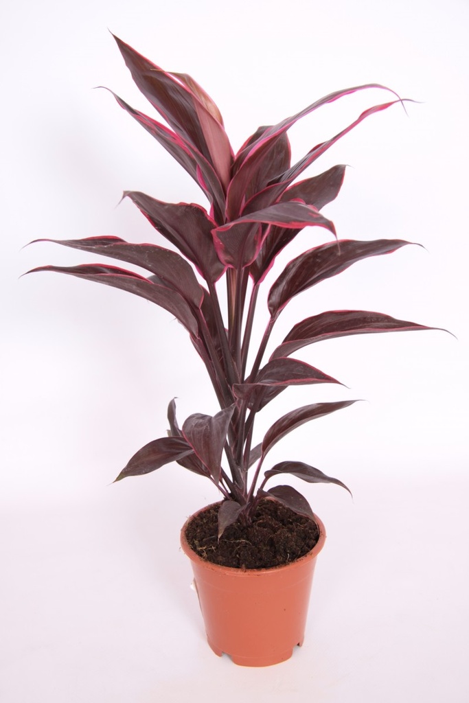Cordyline 'Mambo'