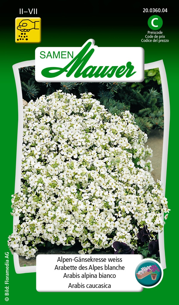 Arabette des Alpes blanc pur