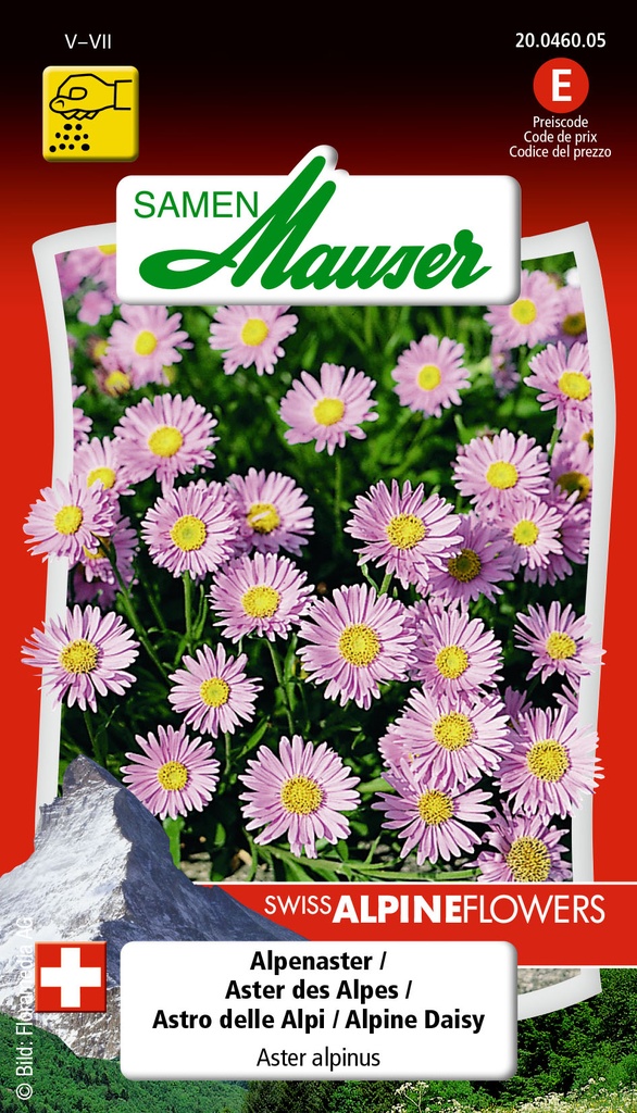 Aster alpinus bleu clair