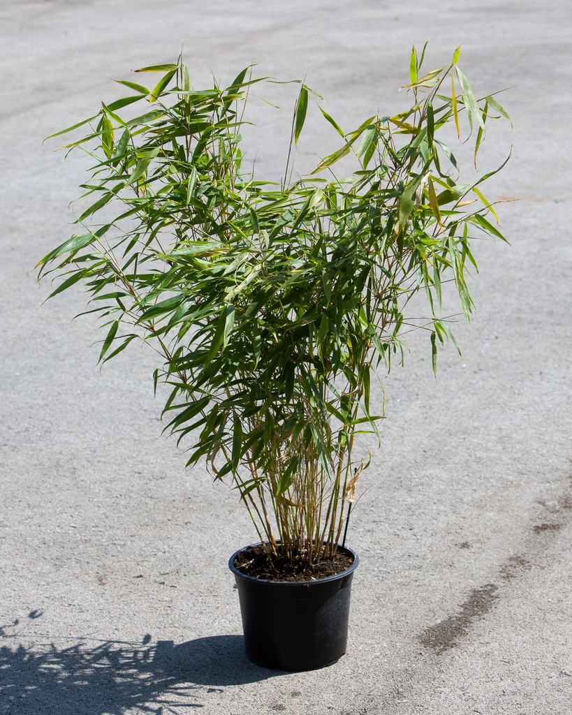 Fargesia robusta 'Pingwu'