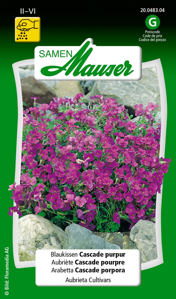 Aubrietia cascade pourpre