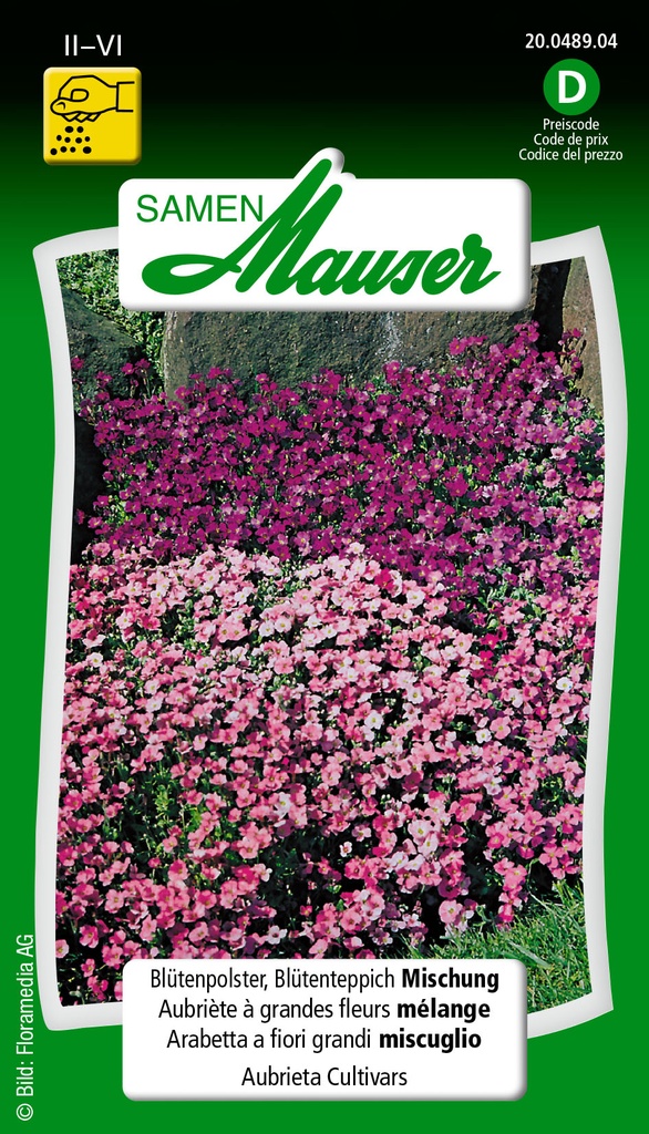 Aubrietia tapis mélange