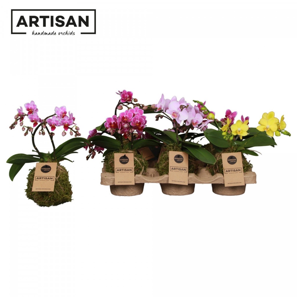 Phalaenopsis 'Tak' mousse