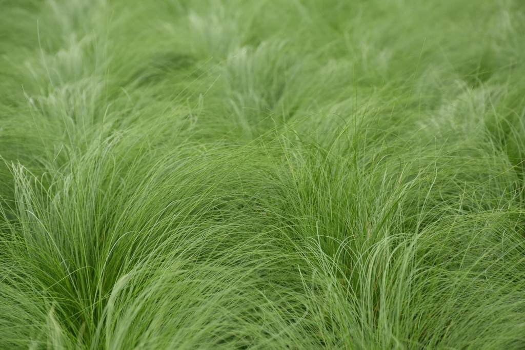 Stipa tenuissima