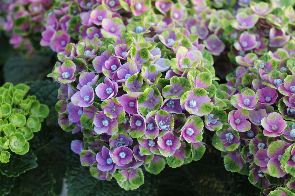 Hydrangea macrophylla