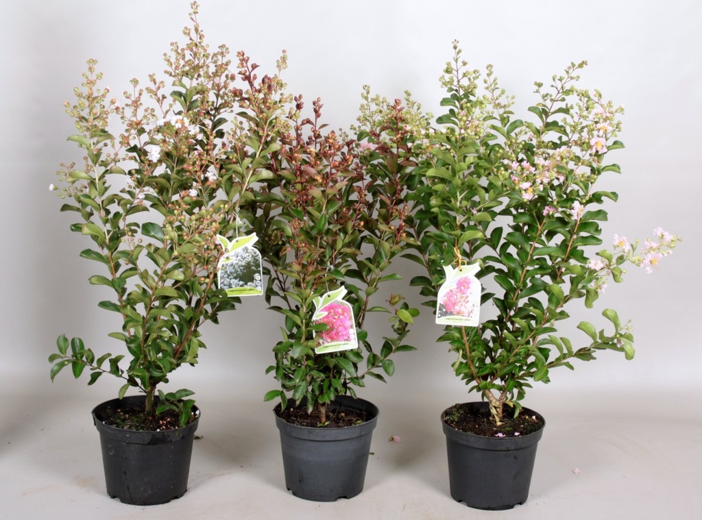 Lagerstroemia indica