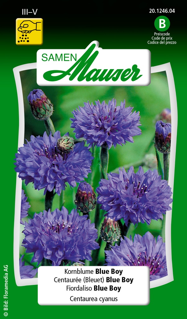 Centaurée (Bleuet) Blue Boy