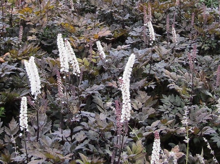 Actaea simplex 'Brunette'