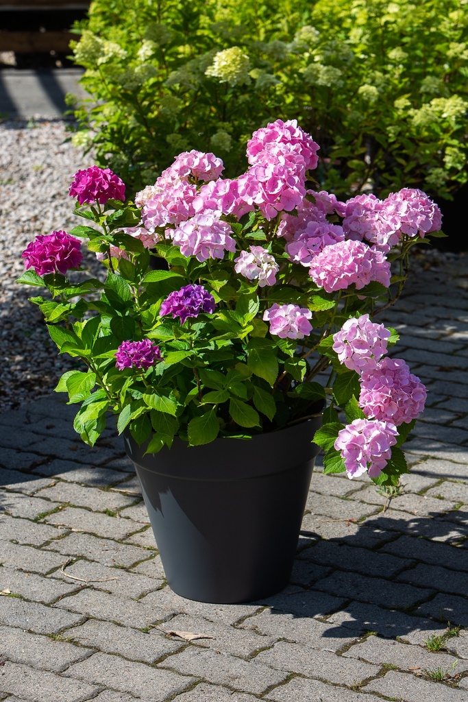 Hydrangea macrophylla 'Tricolor'