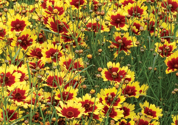 Coreopsis verticiliata ‘Bengale Tiger’