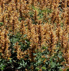 Agastache 'Kudos Gold'