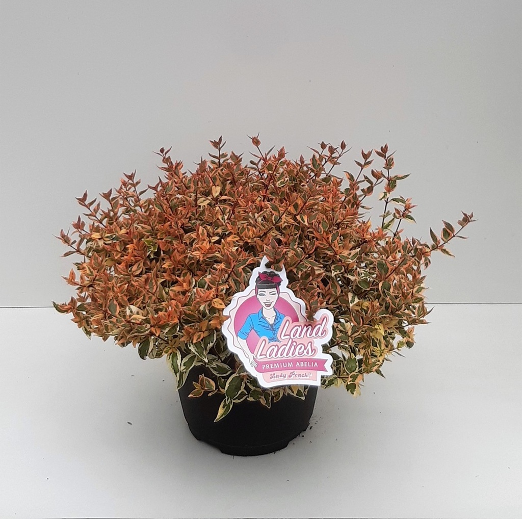 Abelia x grandiflora 'Lady Peach'