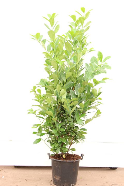 Prunus laurocerasus 'Rotundifolia'