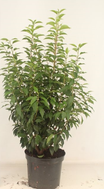 Prunus lusitanica 'Angustifolia'