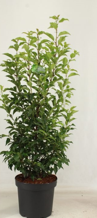 Prunus lusitanica 'Brenelia'