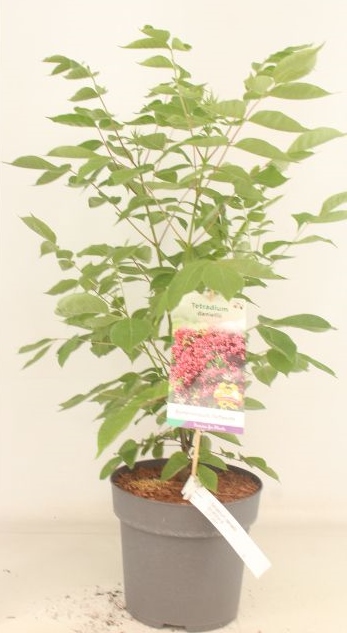 Tetradium daniellii