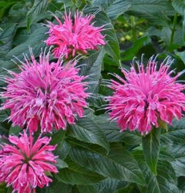 Monarda didyma ‘Balmy Pink’