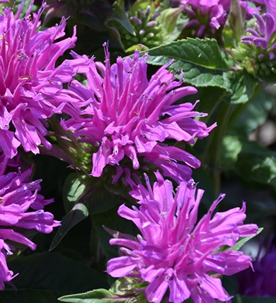 Monarda didyma ‘Balmy Lilac'