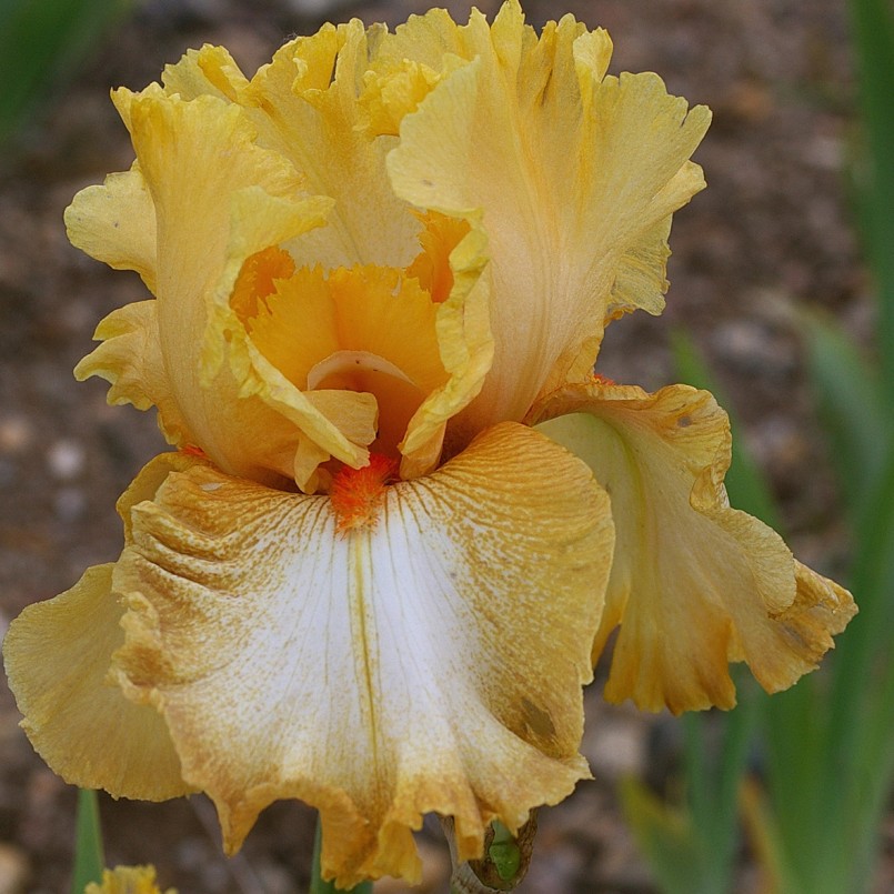 Iris germanica 'Cheap Frills’