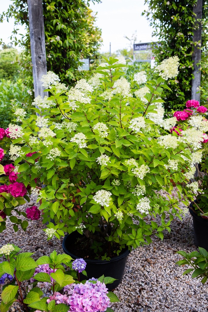 Hydrangea paniculata 'Limelight'