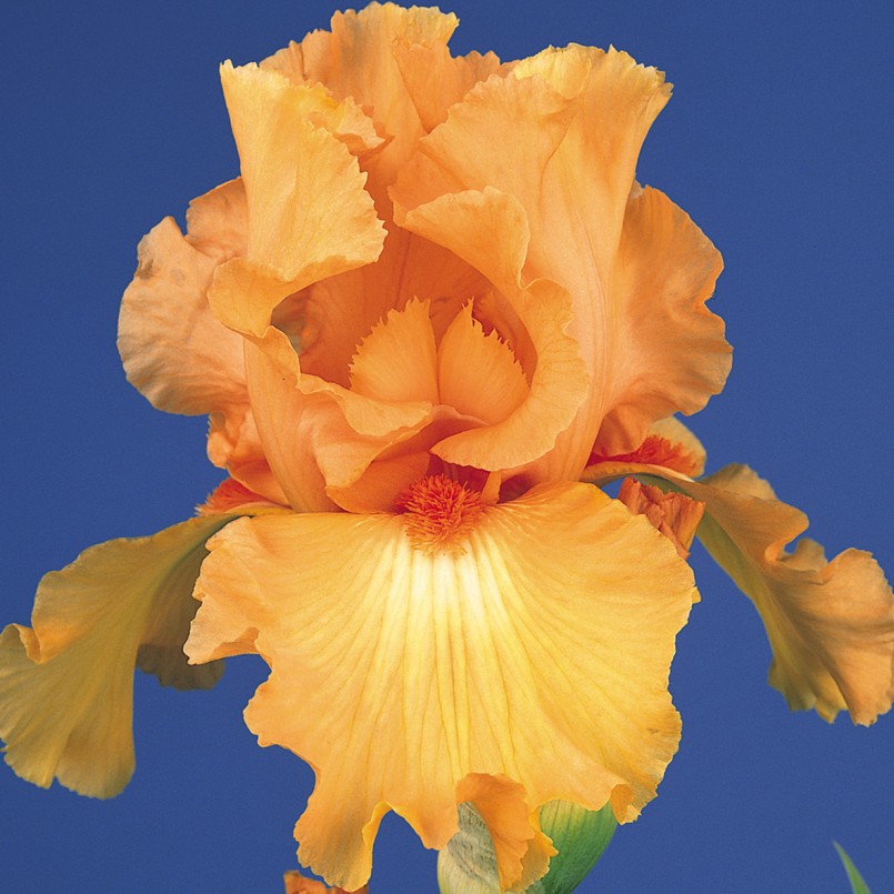 Iris germanica 'Island Sunset’
