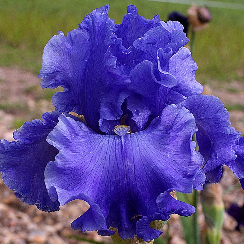 Iris germanica 'Open Sea'