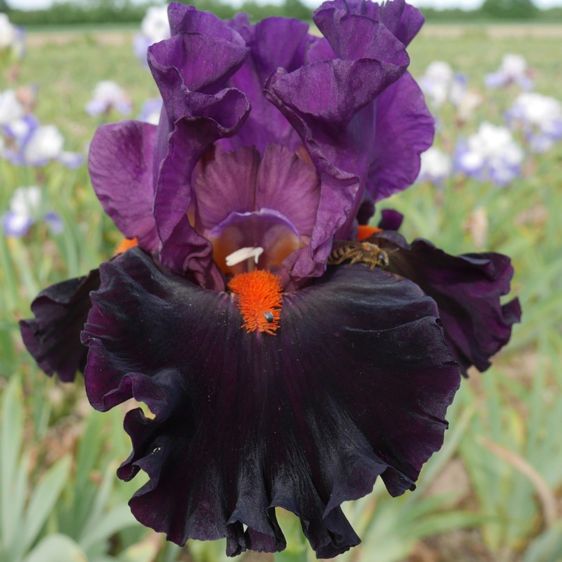 Iris germanica 'Sharp Dressed Man’