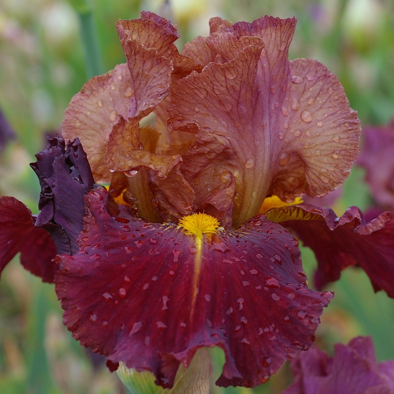Iris germanica 'Marron chaud'