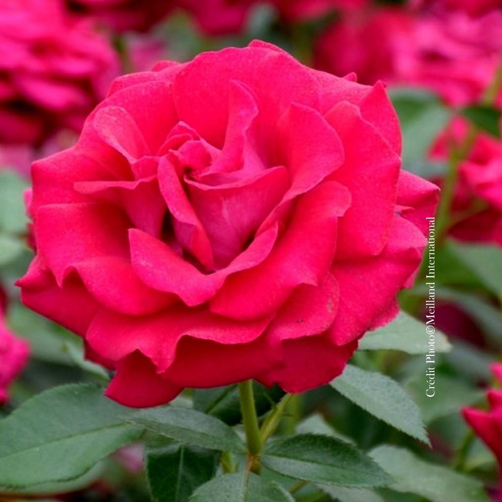 Rosier tige 'Belles Rives'