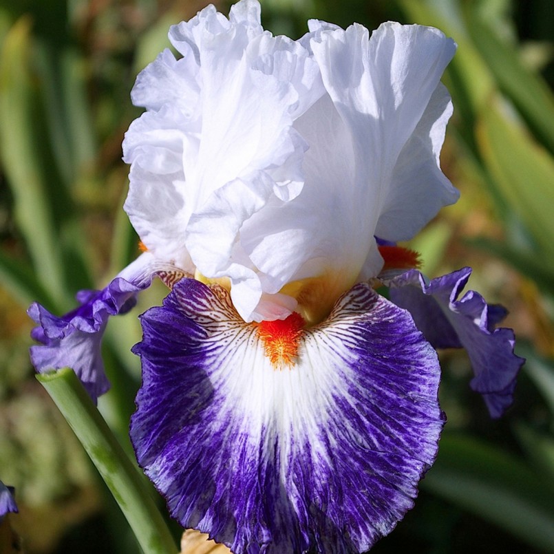 Iris germanica 'Gypsy Lord'