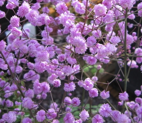 Thalictrum delavayi 'Hewitts Double'
