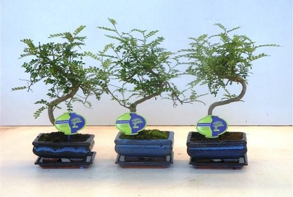Zanthoxylum Bonsaï