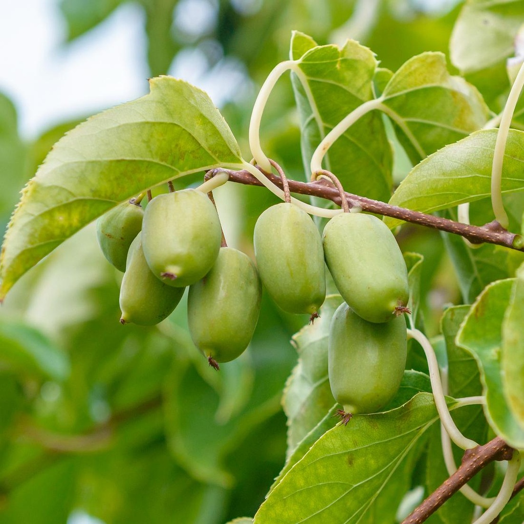 Actinidia arguta 'Issaï'