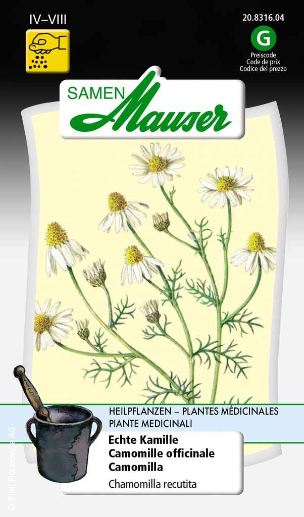 Camomille officinale