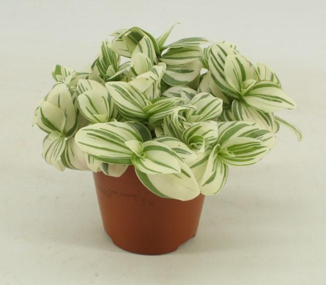 Tradescantia 'Brightness'