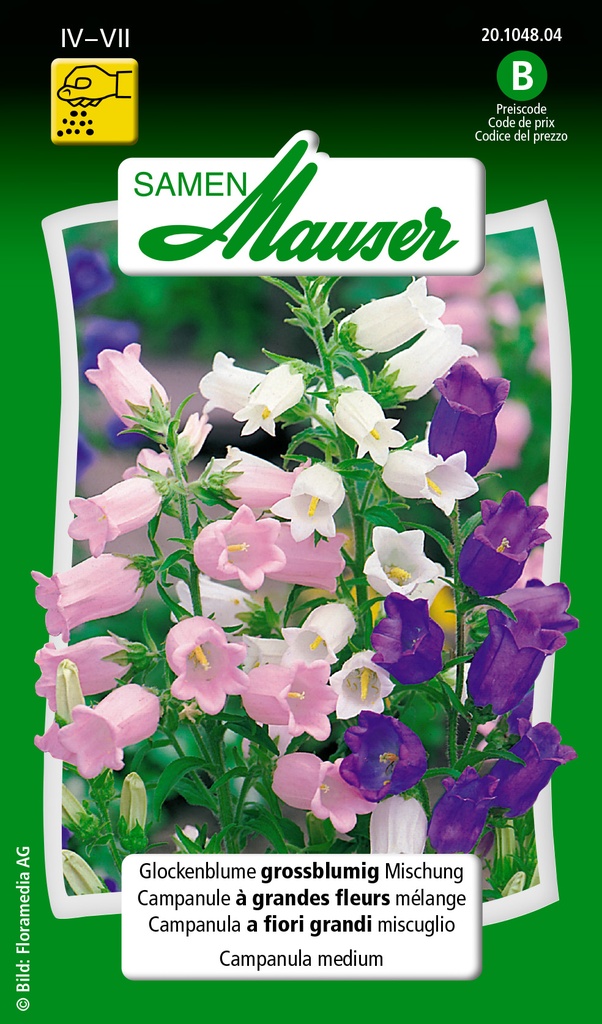 Campanule à grandes fleurs mélange
