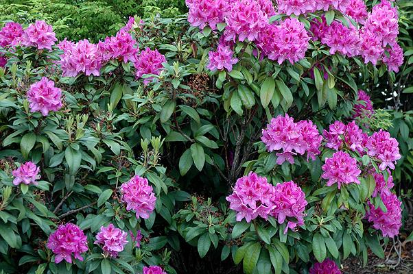 Rhododendron 'Anah Kruschke'