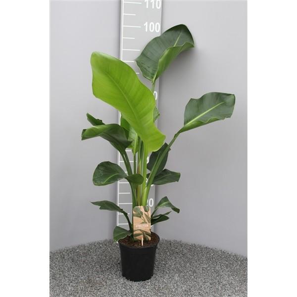 Strelitzia nicolai