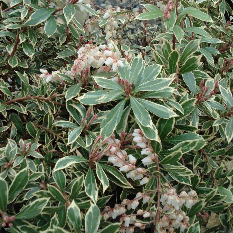 Pieris japonica 'Little Heath'