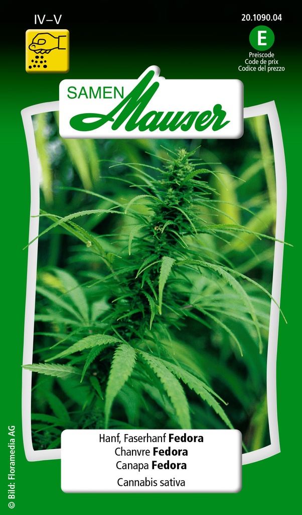 Cannabis sativa (chanvre)