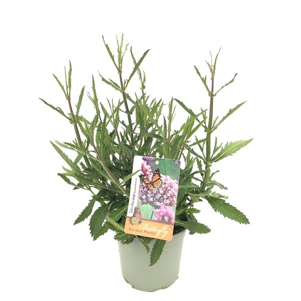 Verbena bonariensis