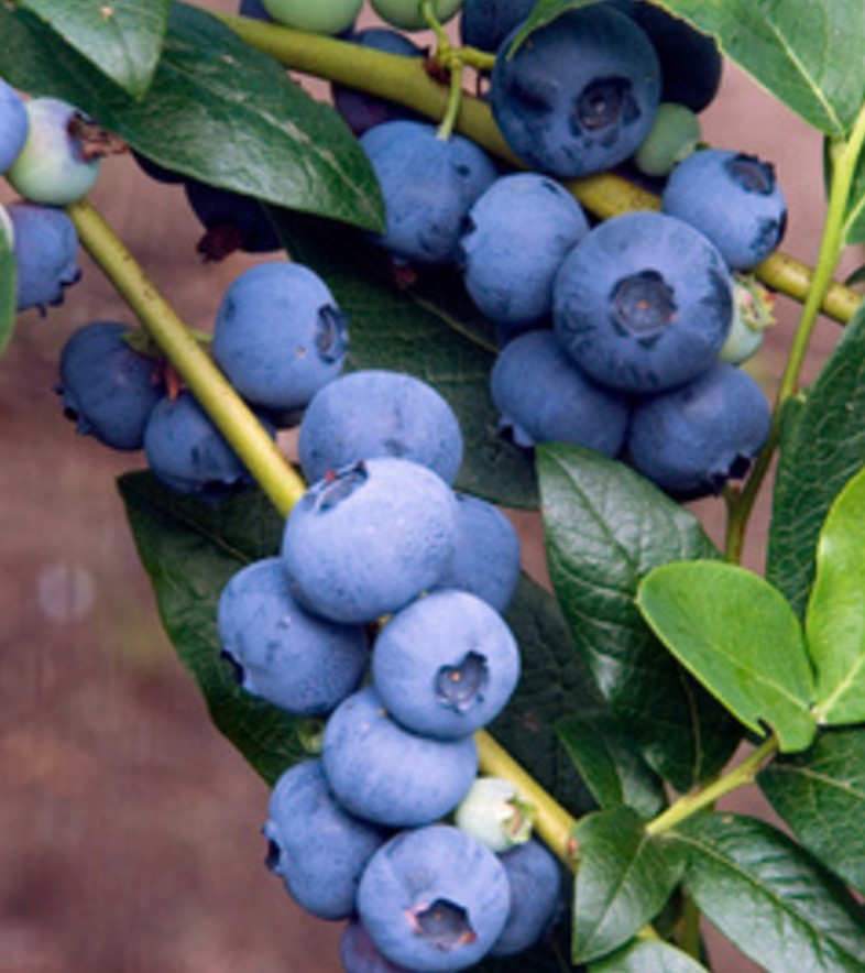 Vaccinium corymbosum 'Patio'
