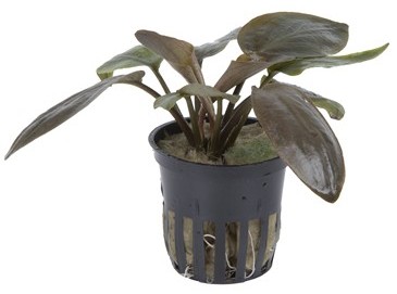 Lagenandra meeboldii 'Red'