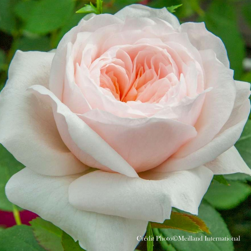 Rosier grimpant 'Sabrina®'