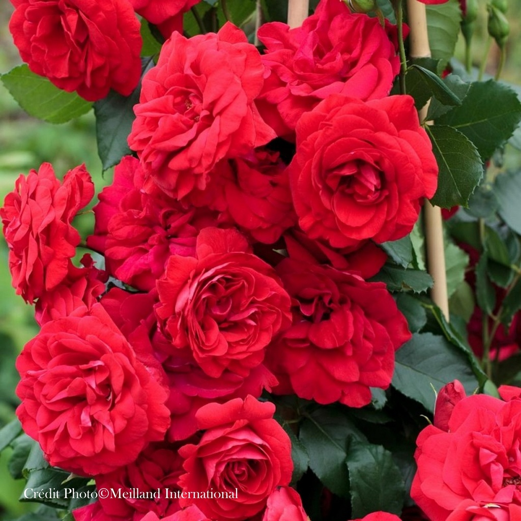 Rosier grimpant 'Negresco' NOUVEAUTE