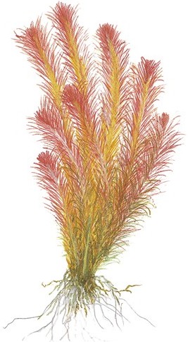 Rotala wallichii
