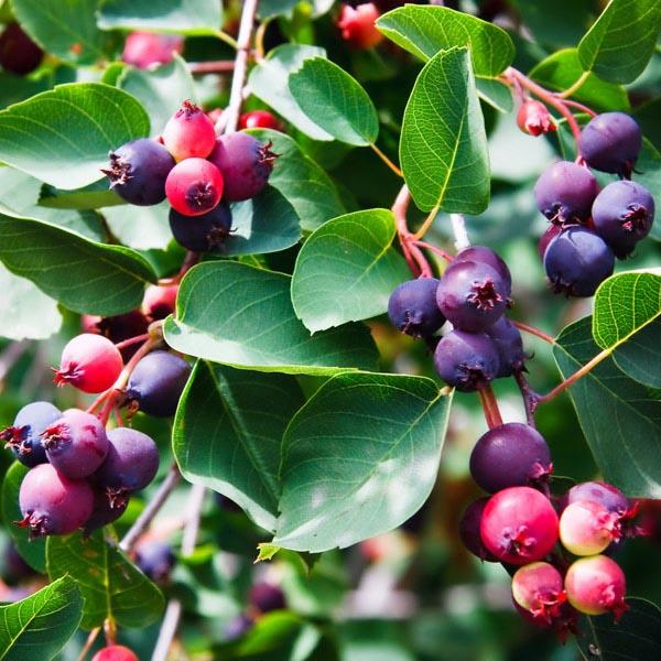 Amelanchier alnifolia 'Smoky'